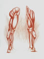 Michael Hensley Drawings, Human Anatomy 41
